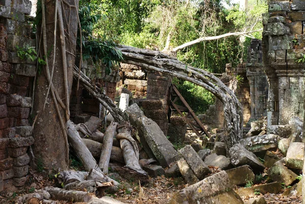 Árboles Gigantes Brotaron Entre Estructuras Arquitectónicas Destruyeron Edificios Complejo Templos — Foto de Stock