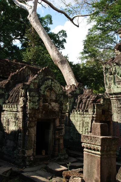 giant trees sprouted between architectural structures and destroy buildings in the Angkor Watt temple complex