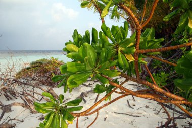 Beyaz kumların vahşi güzelliği ve denizdeki ıssız bir adanın yemyeşil yeşilliği.