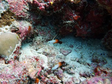 Su altı krallığının çok güzel, sıradışı, eşsiz balığı.                               