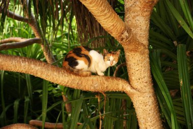 Çok renkli bir kedi kumlu bir sahilde ağaç dalında oturur.