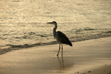 Balıkçıl gün batımında kumlu sahilde avlanıyor.