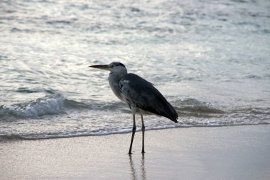 Balıkçıl gün batımında kumlu sahilde avlanıyor.