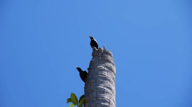 Kırmızı gözlü siyah kuzgunlar mavi gökyüzüne karşı bir ağaçta otururlar.