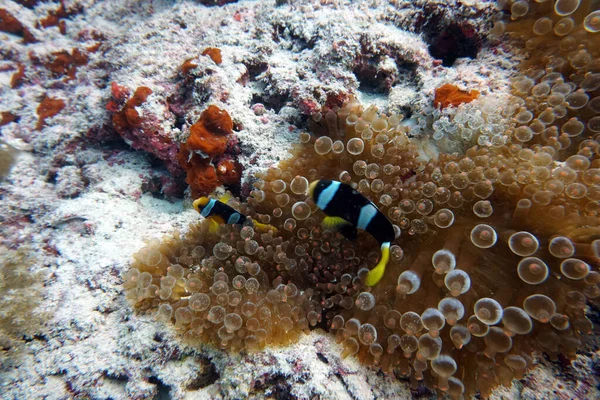 令人惊奇的美丽独特的水下王国鱼 — 图库照片