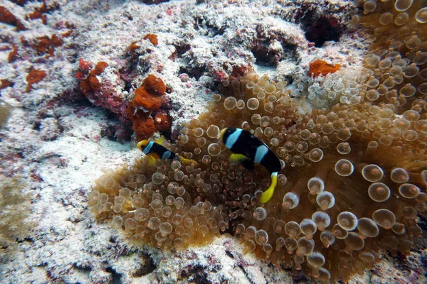 Altı Krallığının Çok Güzel Sıradışı Eşsiz Balığı — Stok fotoğraf