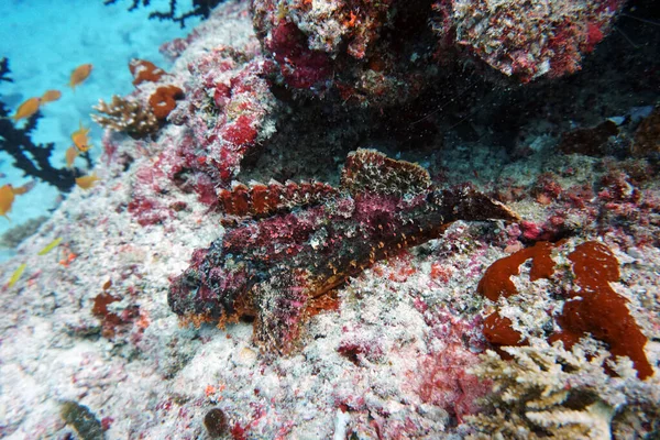 Amazing Beautiful Unusual Unique Fish Underwater Kingdom — Stock Photo, Image