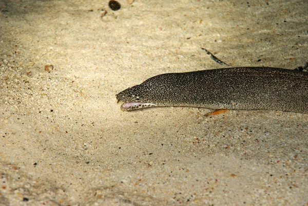 Hungry Moray Eels Low Tide Came Shallow Water Food Night — Stock Photo, Image