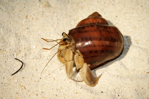 Pustelnik Wyszedł Piaszczystą Plażę Jedzenie — Zdjęcie stockowe