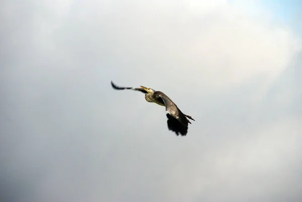 Fliegender Reiher Über Den Strand Vor Dem Grauen Hintergrund Der — Stockfoto