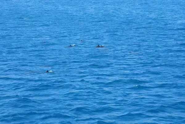 ターコイズブルーの海にイルカが船を伴っています — ストック写真