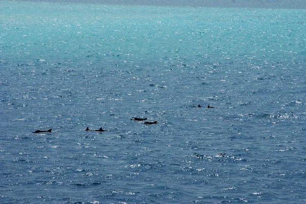 碧海中的海豚有一艘船陪伴着 — 图库照片