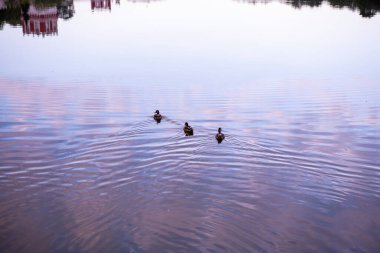 Ördekler şafakta parktaki gölün yanında uyanır.