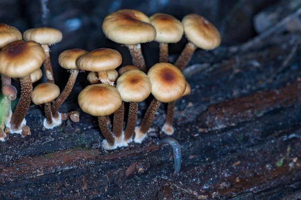Cogumelos Castanhos Claros Crescem Uma Grande Família Uma Árvore — Fotografia de Stock