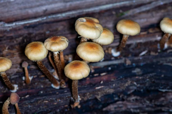 Las Setas Castañas Claro Crecen Una Familia Numerosa Sobre Árbol —  Fotos de Stock