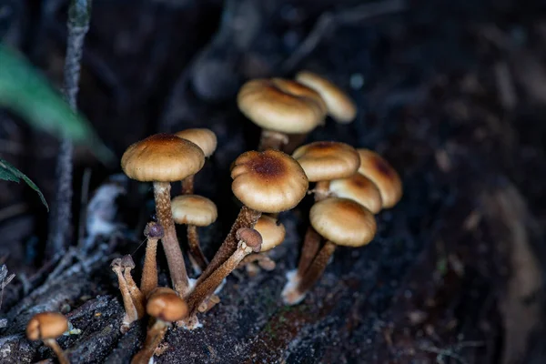 Cogumelos Castanhos Claros Crescem Uma Grande Família Uma Árvore — Fotografia de Stock
