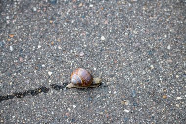 Hızlı bir salyangoz asfaltta uzun bir mesafe kat eder.