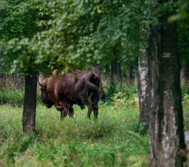 Yazın doğal koşullarda ormanda büyük kahverengi Rus bizonu.