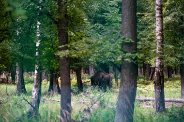 Yazın doğal koşullarda ormanda büyük kahverengi Rus bizonu.