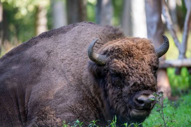 Yazın doğal koşullarda ormanda büyük kahverengi Rus bizonu.