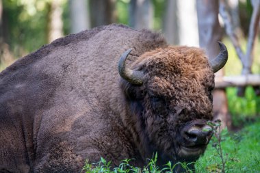 Yazın doğal koşullarda ormanda büyük kahverengi Rus bizonu.