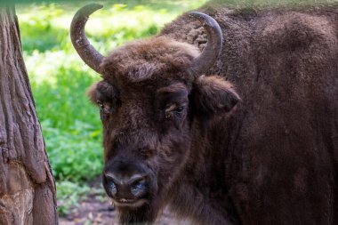 Yazın doğal koşullarda ormanda büyük kahverengi Rus bizonu.