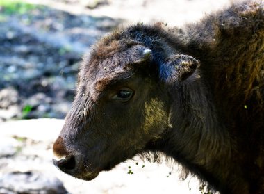 Yazın doğal koşullarda ormanda büyük kahverengi Rus bizonu.