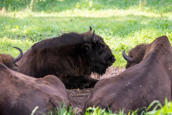 Grand Bison Brun Centre Russie Dans Forêt Dans Des Conditions — Photo