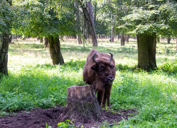 Grand Bison Brun Centre Russie Dans Forêt Dans Des Conditions — Photo