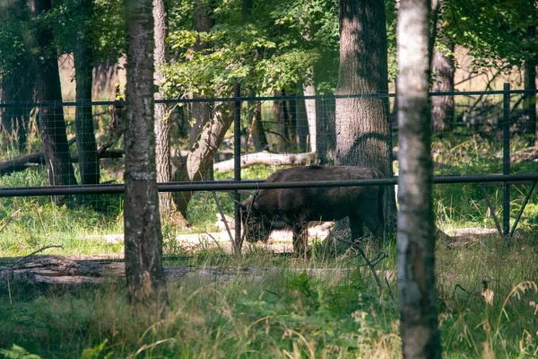 Duży Brązowy Żubr Środkoworosyjski Lesie Naturalnych Warunkach Latem — Zdjęcie stockowe