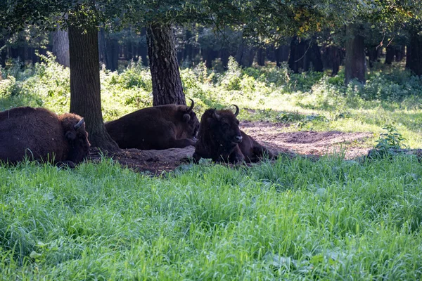 Grand Bison Brun Centre Russie Dans Forêt Dans Des Conditions — Photo