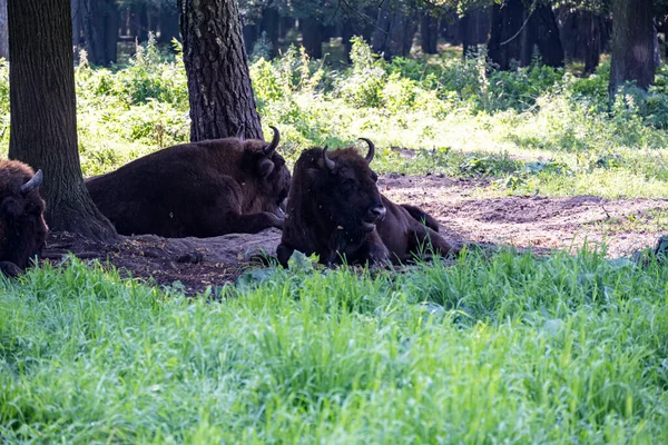 Grand Bison Brun Centre Russie Dans Forêt Dans Des Conditions — Photo