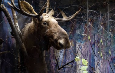 Vahşi hayvanların doğal ortamlarına maruz kalıyorlar.