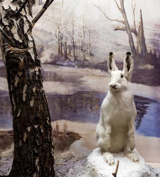 Vahşi hayvanların doğal ortamlarına maruz kalıyorlar.