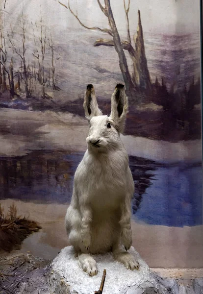 Vahşi hayvanların doğal ortamlarına maruz kalıyorlar.