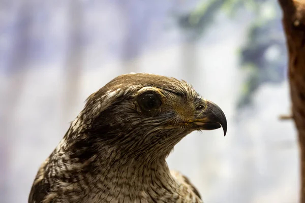 Exposition Von Wildtieren Ihrem Natürlichen Lebensraum — Stockfoto