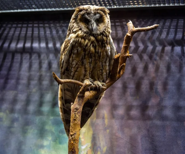 Exposição Animais Selvagens Seu Habitat Natural — Fotografia de Stock