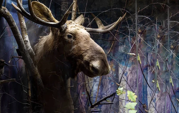 Vahşi hayvanların doğal ortamlarına maruz kalıyorlar.