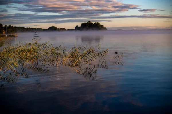 Fog Lake Green Reeds Sunrise — Stock Photo, Image