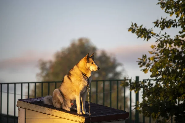 Big Husky Sits Booth Meets Sunrise — Stock Photo, Image
