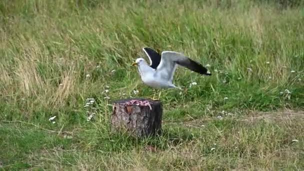 Vilda Måsar Delar Med Sig Fiskresterna Öns Strand — Stockvideo