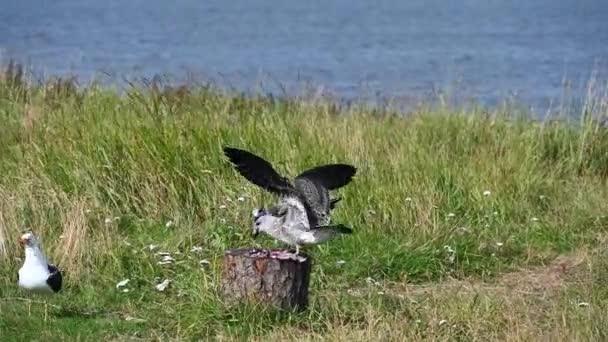 Gaivotas Selvagens Compartilham Restos Peixes Costa Ilha — Vídeo de Stock