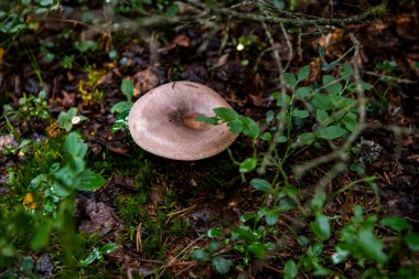 Yazın yağmurdan sonra çimlerde mantarlar