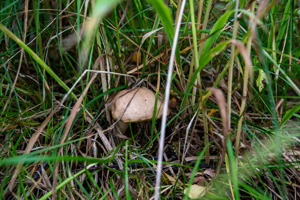 雨の後の夏に草の中のキノコ — ストック写真