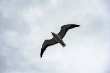 martılar uzak kuzey adalarına giderken gemiye eşlik ederler.