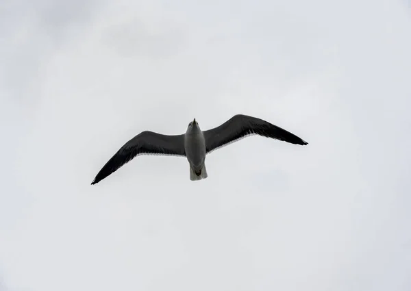 Gaviotas Mar Acompañan Barco Cruzar Las Lejanas Islas Del Norte — Foto de Stock