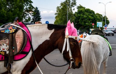 Çok renkli bir midilli. Tatil ve çocukların sürüşü için dekore edilmiş.