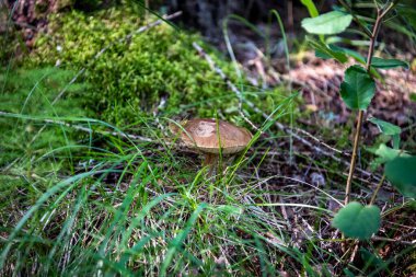 Bir ormandaki çimlerin arasından güzel bir mantar çıktı.