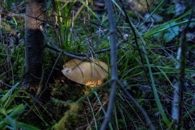 Sıcak bir yaz yağmurundan sonra mantarlar ormanın yüzeyinde ortaya çıktı.
