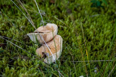Sıcak bir yaz yağmurundan sonra mantarlar ormanın yüzeyinde ortaya çıktı.